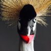 Stylish taxidermy crown crane.