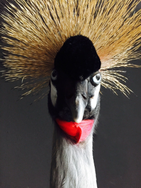Stylish taxidermy crown crane.