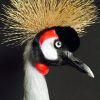 Stylish taxidermy crown crane.