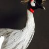 Stylish taxidermy crown crane.