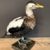 Kürzlich taxidermy Eiderente.