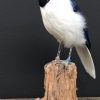 Taxidermy bird