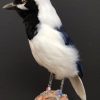 Taxidermy bird