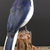 Taxidermy bird