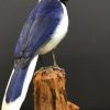 Taxidermy bird