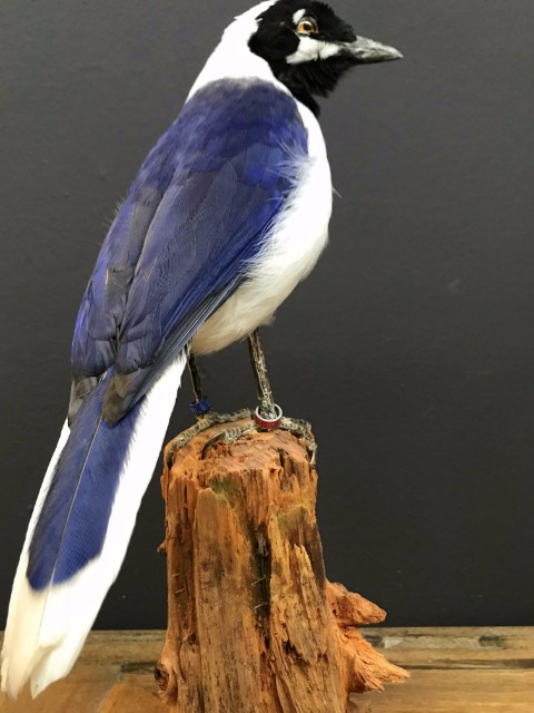 Taxidermy bird