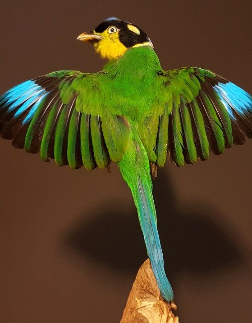 Taxidermy bird (Psarisomus dalhousiae)
