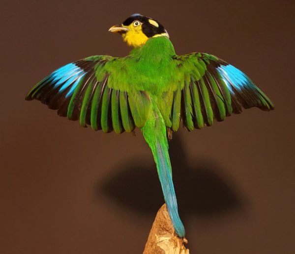 Taxidermie Vogel (Psarisomus Dalhousiae)