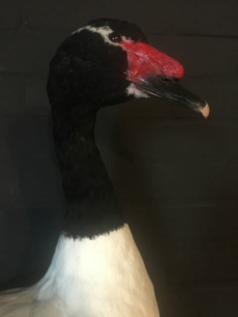 Taxidermy black-breasted goose €275,-