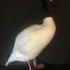 Taxidermy black-breasted goose €275,-