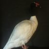 Taxidermy black-breasted goose €275,-