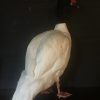 Taxidermy black-breasted goose €275,-