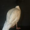 Taxidermy black-breasted goose €275,-