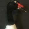 Taxidermy black-breasted goose €275,-