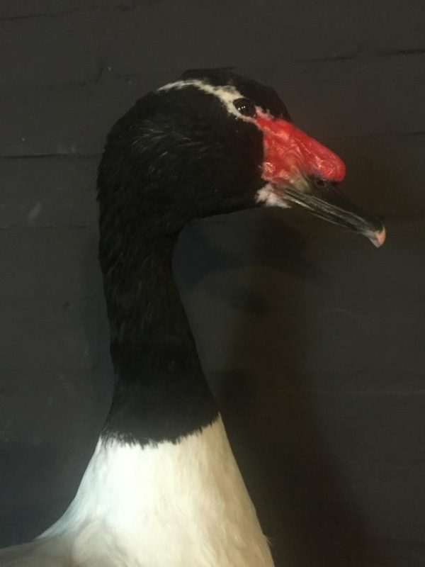 Taxidermy black-breasted goose €275,-