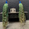 Taxidermy blue peacock.