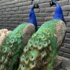 Taxidermy blue peacock.