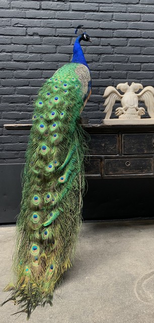 Taxidermy blue peacock.