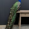 Taxidermy blue peacock.