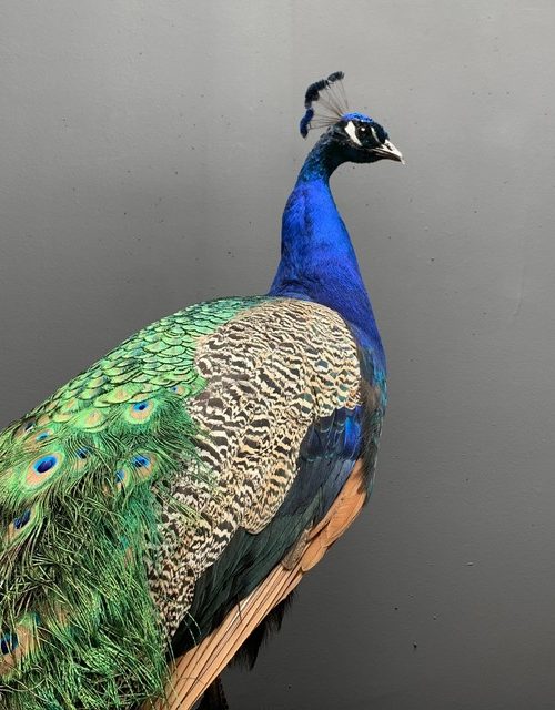 Taxidermy blue peacock.