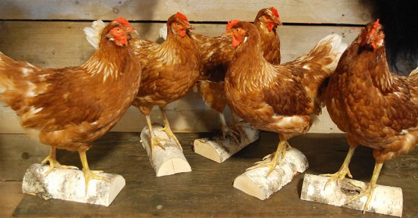 Schoner ausgestopfter Braune Huhn