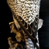 Taxidermy crossbreed of a Gyrfalcon and a saker falcon