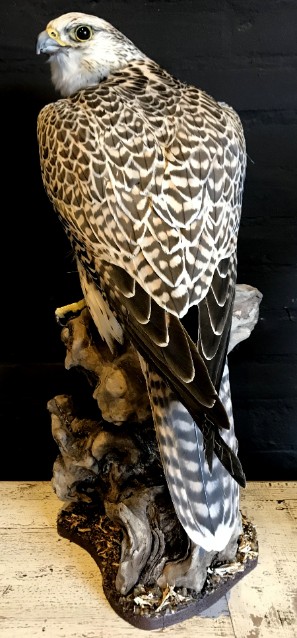 Taxidermy crossbreed of a Gyrfalcon and a saker falcon