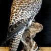 Taxidermy crossbreed of a Gyrfalcon and a saker falcon