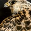 Taxidermy crossbreed of a Gyrfalcon and a saker falcon