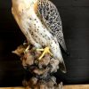 Taxidermy crossbreed of a Gyrfalcon and a saker falcon