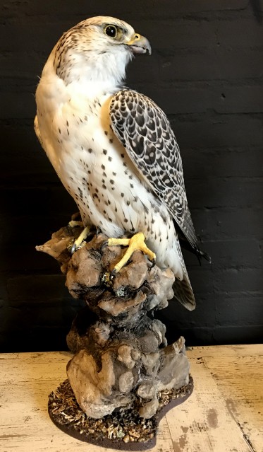 Taxidermy crossbreed of a Gyrfalcon and a saker falcon