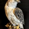 Taxidermy crossbreed of a Gyrfalcon and a saker falcon