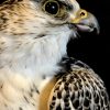 Taxidermy crossbreed of a Gyrfalcon and a saker falcon