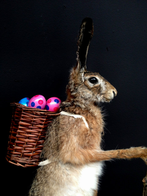 Taxidermy Easter bunny
