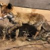 Recent taxidermy Canadian fox