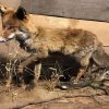 Neueste ausgestopfter Fuchs