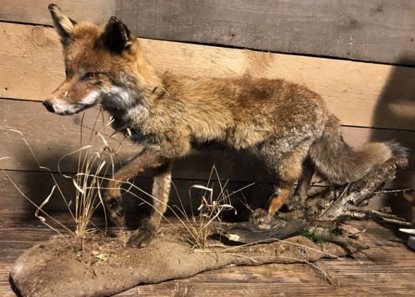 Taxidermy fox on natural base.