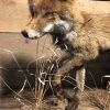 Taxidermy fox on natural base.