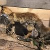 Taxidermy fox on natural base.