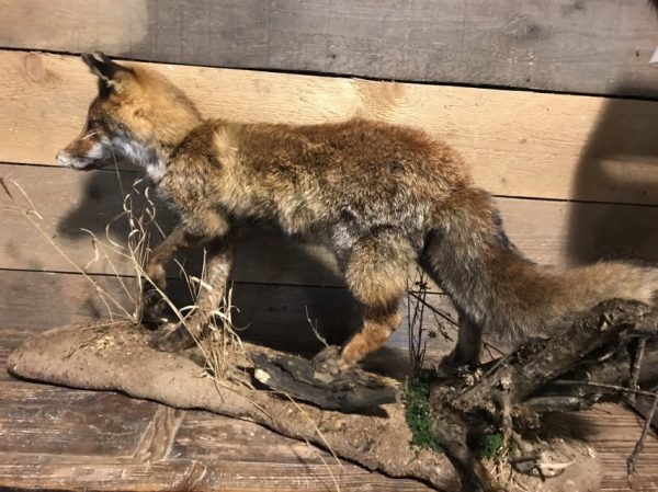 Taxidermy fox on natural base.