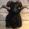 Taxidermy head of a black ram