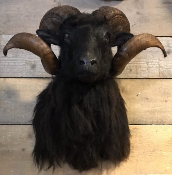 Taxidermy head of a black ram