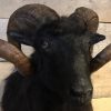 Taxidermy head of a black ram