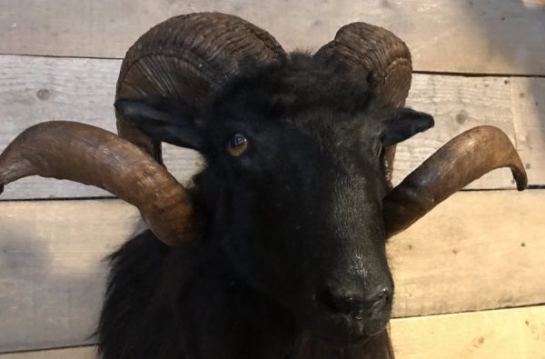 Taxidermy head of a black ram