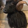 Taxidermy head of a black ram