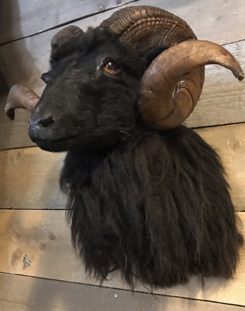 Taxidermy head of a black ram