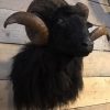 Taxidermy head of a black ram