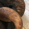 Taxidermy head of a black ram