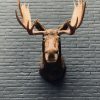 Taxidermy head  of a Canadian moose