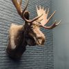 Taxidermy head  of a Canadian moose